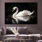 Wandbild anmutiger Schwan auf dunklem Wasser Spiegelung Eleganz modern