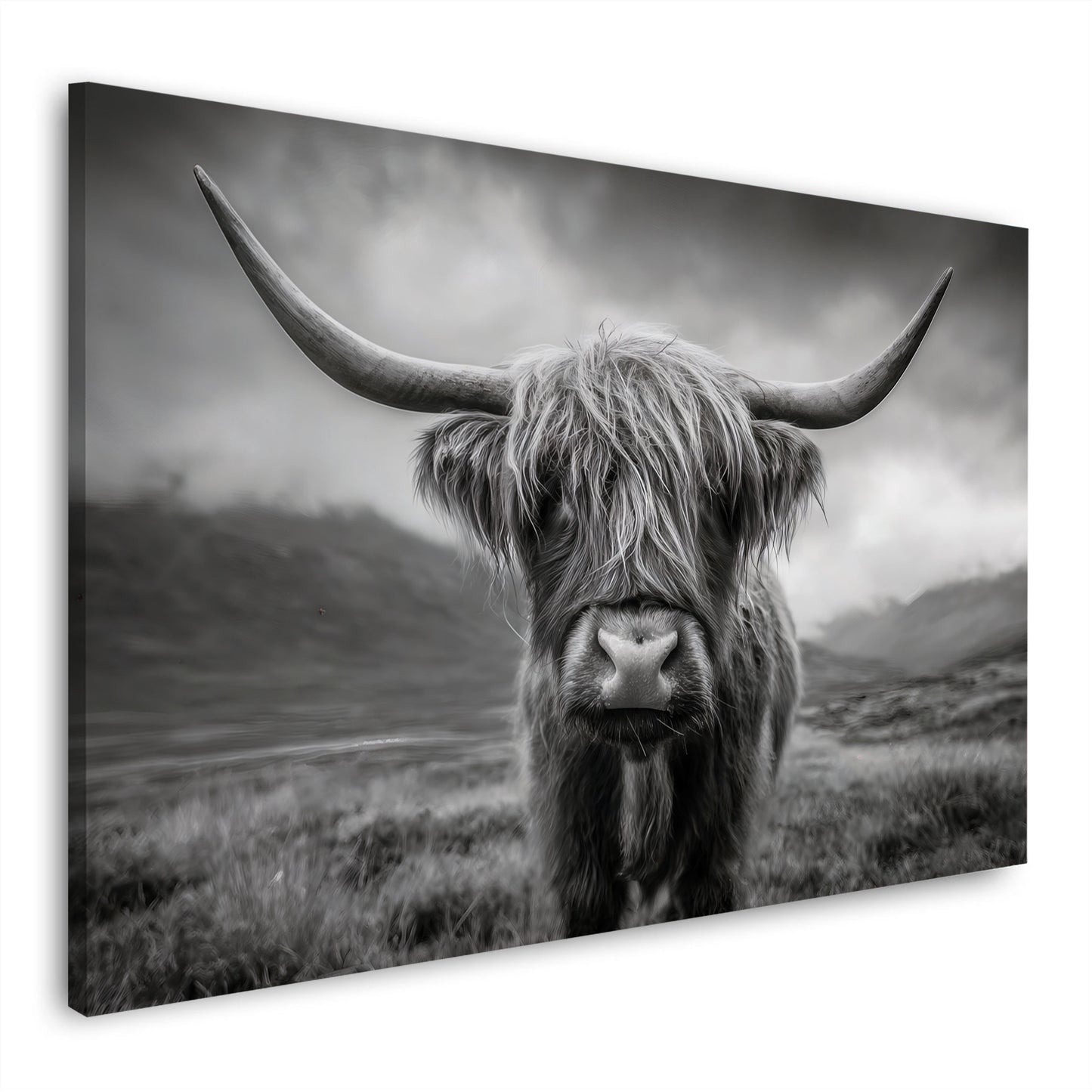 Schottisches Hochland Rind schwarz weiß Porträt Natur Wandbild